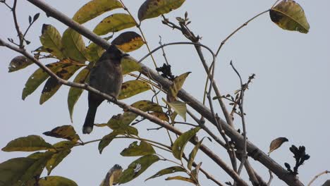 Pájaro-Bul-Bul-Rojo-Ventilado-En-El-árbol-