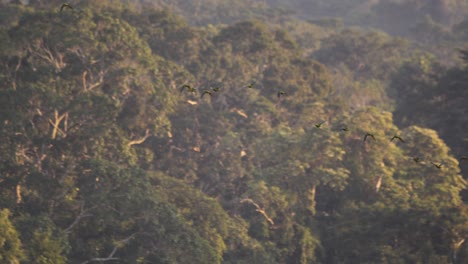 Bandada-De-Guacamayos-De-Frente-Castaño-Vuelan-A-La-Jungla-En-La-Reserva-Nacional-De-Tambopata