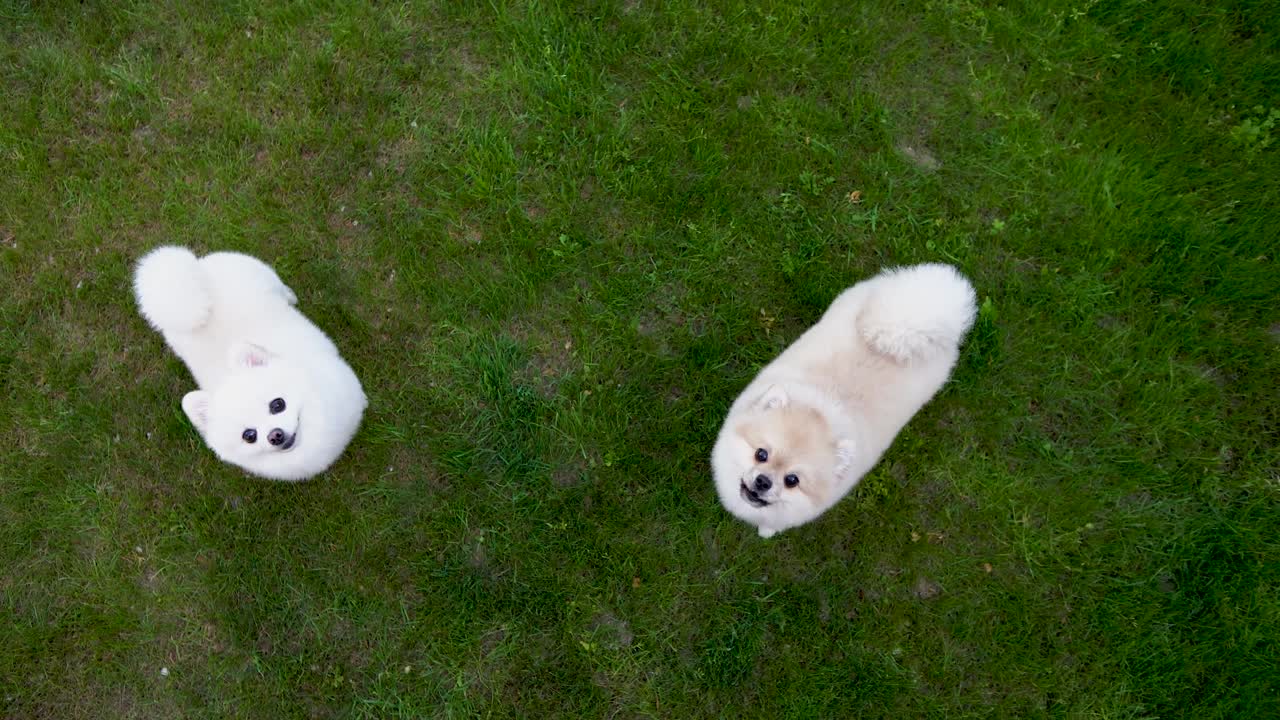 푸른 잔디 위에 두 마리의 포메라니아 스피츠, 한 마리의 개가 위로 뛰어다니며 는다.