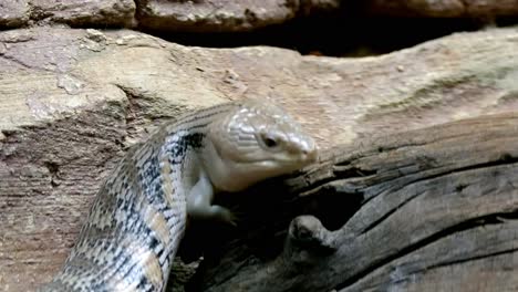 Tiliqua-Scincoides,-Blauzüngiger-Skink,-Der-Seine-Zunge-Herausstreckt