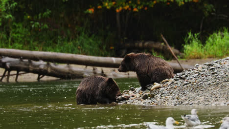 dos oseznos grizzly comiendo salmón en una tormenta en el río columbia británica