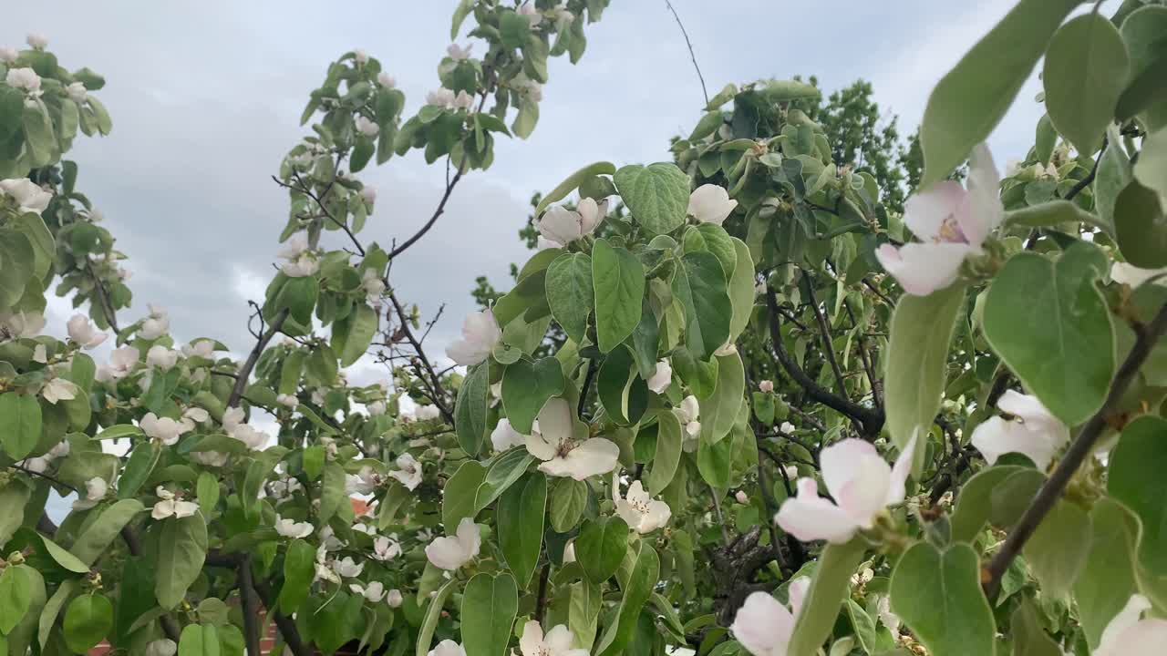 primer plano de flores de membrillo, membrillo durante el período de floración, flor