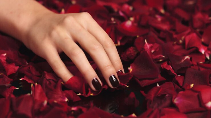 Woman, manicure hands or petals from red rose