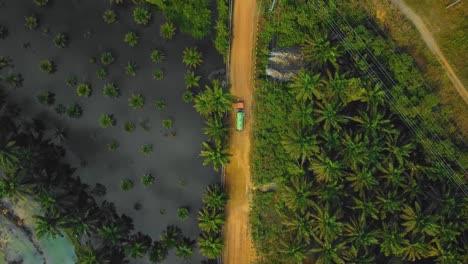 imágenes cinematográficas de drones de secuencias de camiones aspiradores en medio de la jungla rodeadas de deforestación de árboles de palma aceitera ubicados en indonesia en full hd