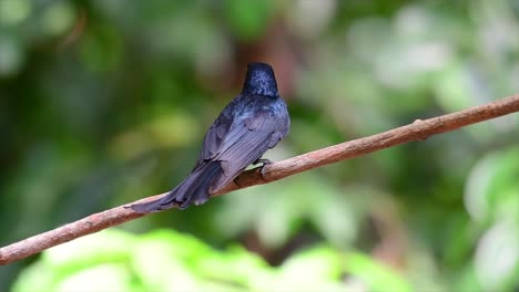 Un-Pájaro-Negro-Con-Plumas-Iridiscentes-Que-Refleja-Hermosos-Colores-De-Una-Fuente-De-Luz-Y-Se-Encuentra-En-El-Sudeste-Asiático