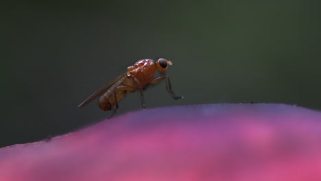Macro-video-of-a-tiny-fly-rubbing-hands-and-grooming-head-on-a-pink-mushroom