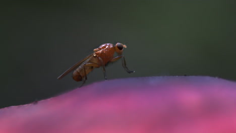 macro video of a tiny fly rubbing hands and grooming head on a pink mushroom