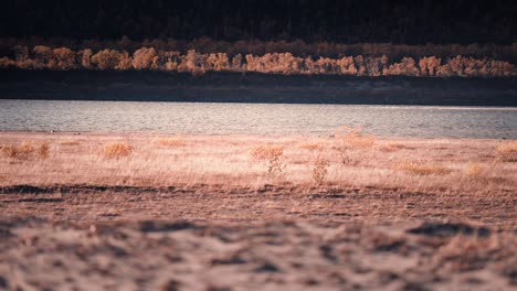 sandy riverbank