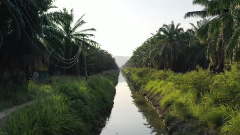 low level aerial drone fly along the river canal across hectares of palm trees, elevation up reveals farmlands of tropical plantations with mountain landscape, primary source of economy