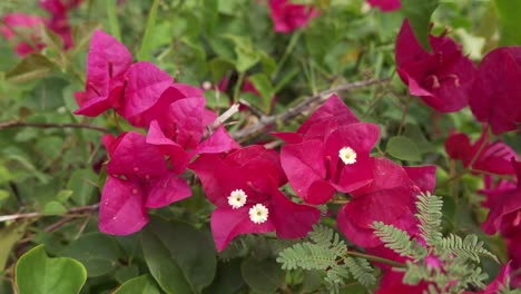 vibrant pink bougainvillea flowers blooming in a garden