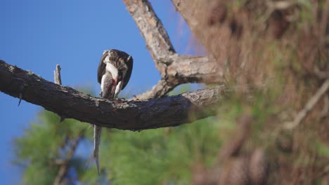 osprey eating fish hanging over tree branch medium long shot look into distance