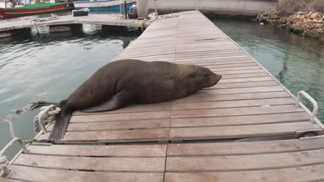 De-Cerca,-El-León-Marino-Duerme-En-El-Puerto-De-Hout-Bay,-Ciudad-Del-Cabo,-Sudáfrica