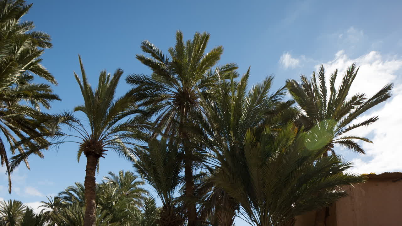 Oasis Palm Trees 03