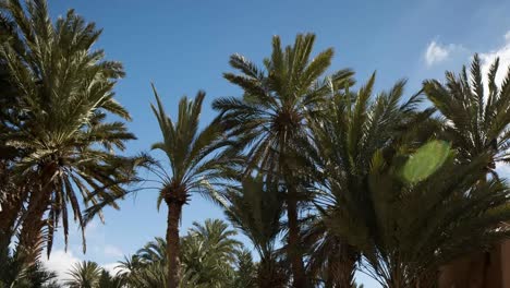 palmeras oasis 03