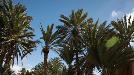 oasis palm trees 03