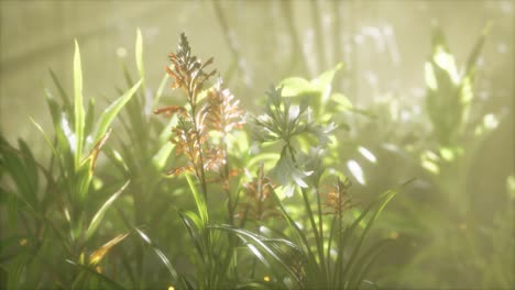 Nebel-über-Dem-Fluss-Am-Frühen-Morgen-An-Einem-Sommertag