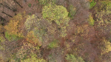 Fly-Over-Colorful-Forest-in-Autumn-season-with-beautiful-red-and-yellow-leafs