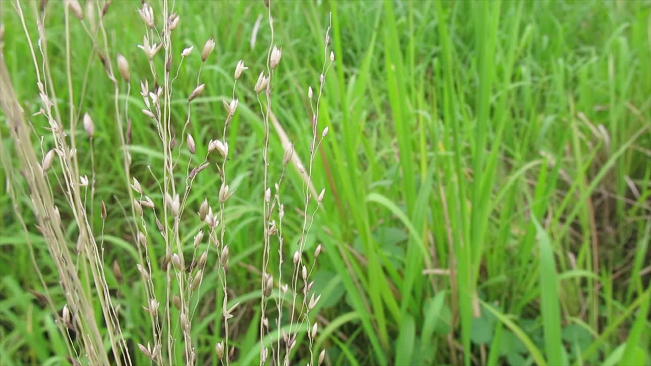 un primer plano de hierba seca entre la hierba verde que sopla en el viento