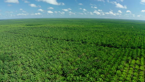 aerial view of a palm oil plantation