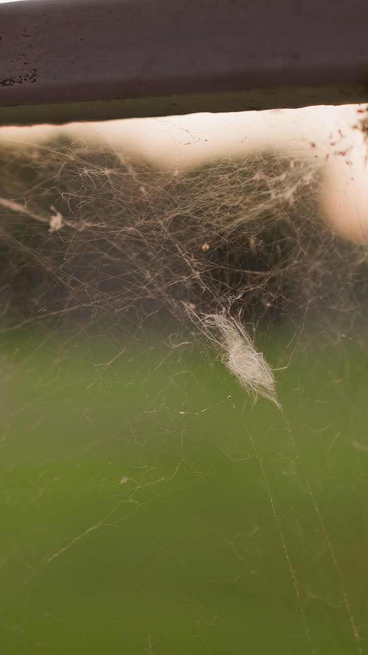 las telas de araña en la valla al atardecer en primer plano extremo. tejiendo un tapiz brillante que atrapa los tonos dorados del cielo nocturno. fenómeno natural contra el prado borroso