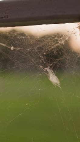 las telas de araña en la valla al atardecer en primer plano extremo. tejiendo un tapiz brillante que atrapa los tonos dorados del cielo nocturno. fenómeno natural contra el prado borroso