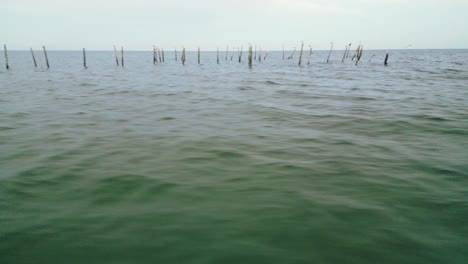 birds-sitting-on-stakes-in-the-sea-during-sunset