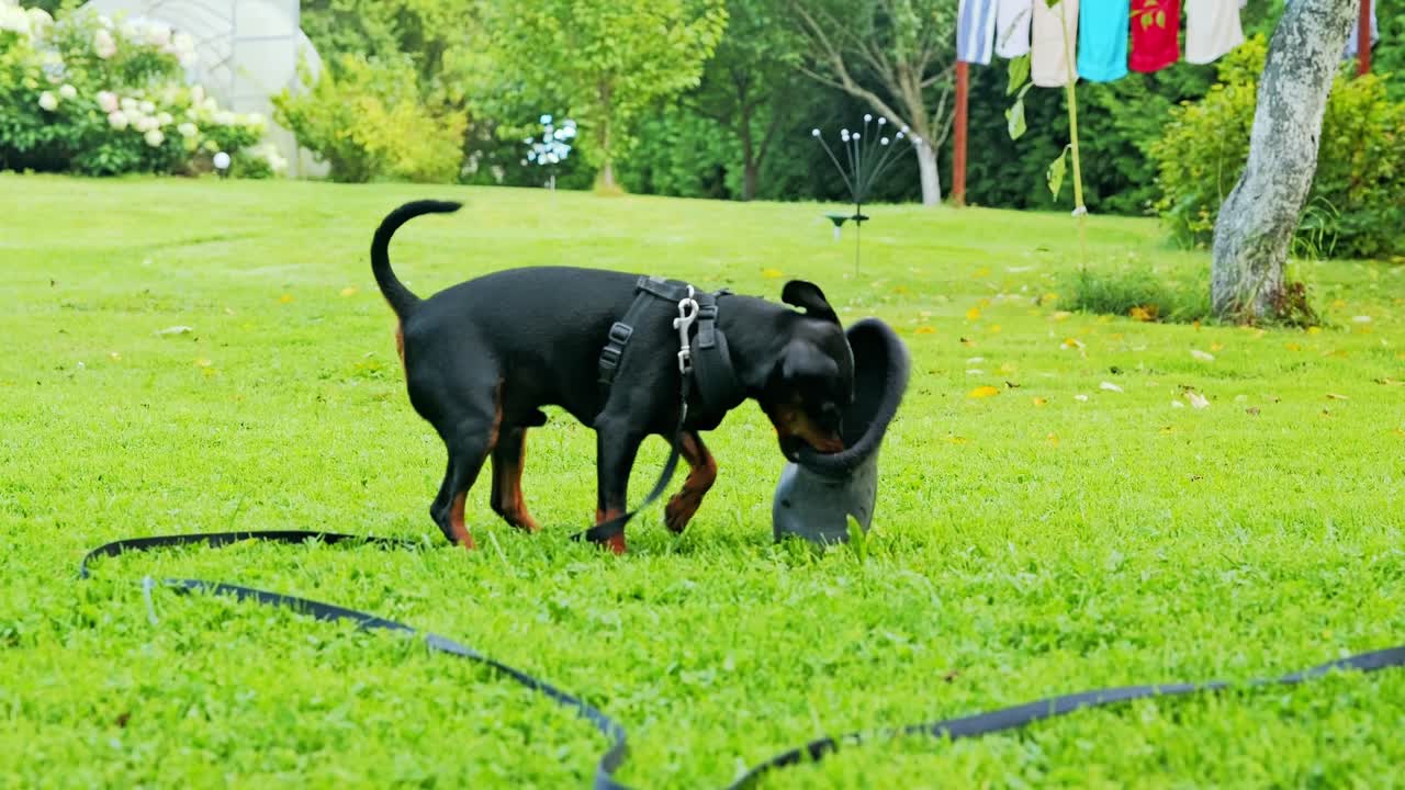 Slow motion shows naughty Miniature Pinscher puppy tearing shoe with energy