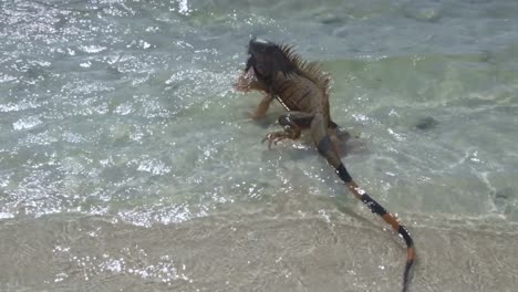 watch an iguana glide through crystal-clear waters—a mesmerizing display of reptilian elegance