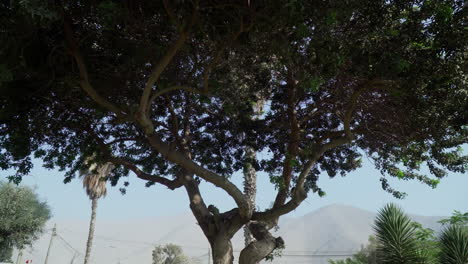 Low-angle-backward-moving-shot-of-full-grown-green-tree-with-the-view-of-mountain-range-in-the-background-on-a-bright-sunny-day