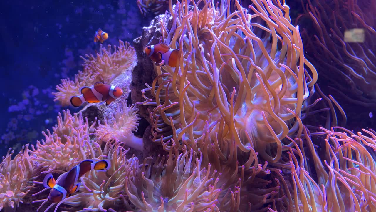 Pesce pagliaccio Nemo (pesce anemone) al Loveland Living Planet Aquarium di Draper, nello Utah