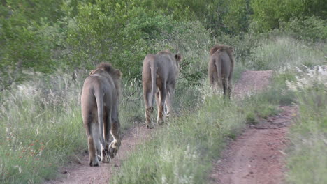 Close-up-tracking-shot-of-lion-brothers-walking-along-dirt-road