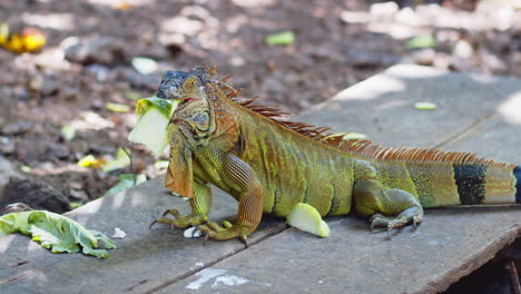 toma cercana de 4k de iguana comiendo verduras en tambor, costa rica