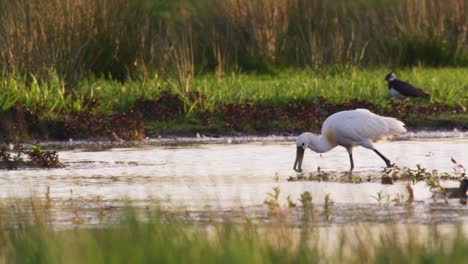 Espátula-Blanca-En-El-Lago,-Buscando-Comida,-Cerrar