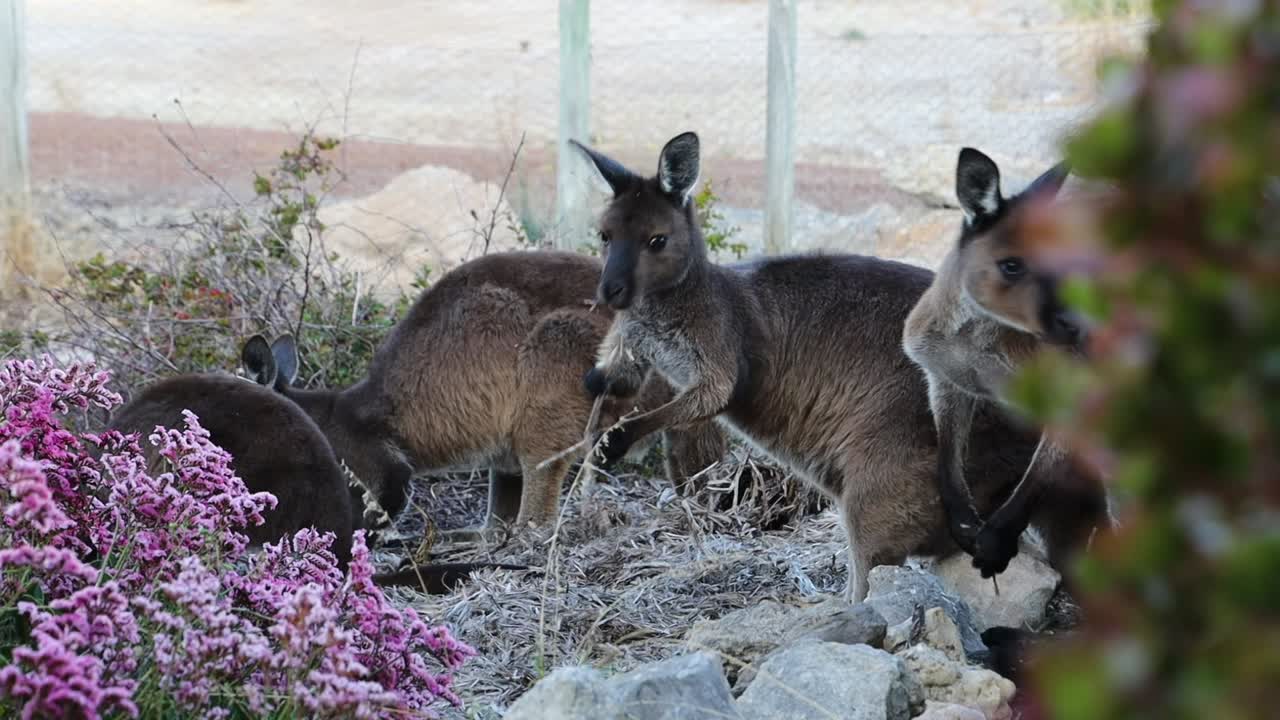 Kangaroos in the Australian Bush
