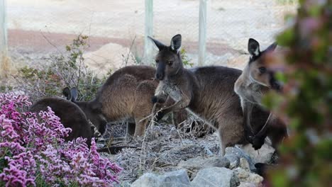 Kangaroos in the Australian Bush