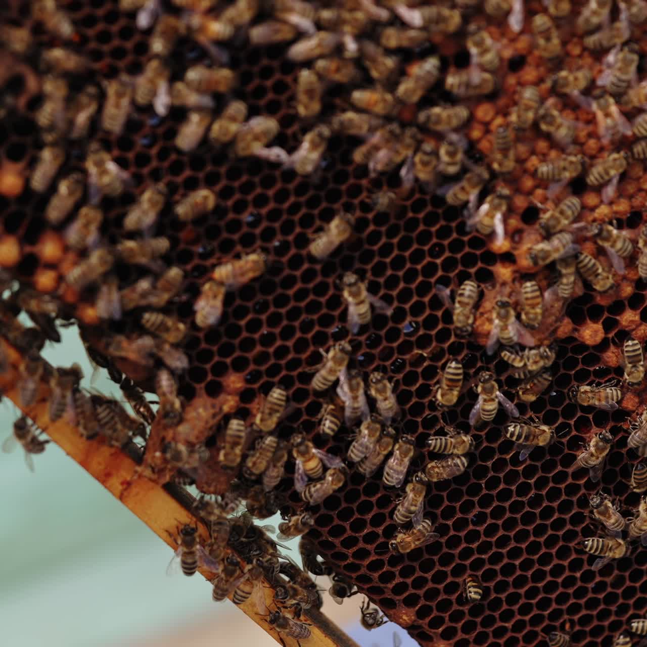 Busy bees crawling on a frame with honey. Honeycomb full of bees. Beekeeper inspecting honeycomb with bees at apiary. Close-up