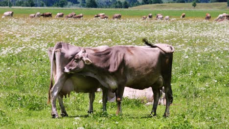 cow pasture on the alps