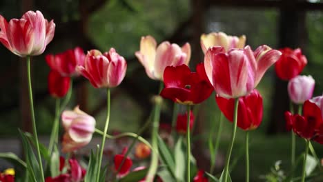 beautiful colorful tulips flowers bloom in spring garden on light breeze