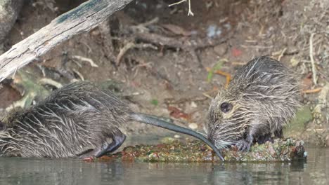 Two-nutrias,-myocastor-coypus-with-long-tail,-grooming-and-cleaning-at-the-shore,-scratching-its-itchy-body,-sniffing-around-on-the-ground-and-slowly-walk-into-the-water-for-a-quick-swim-at-daytime