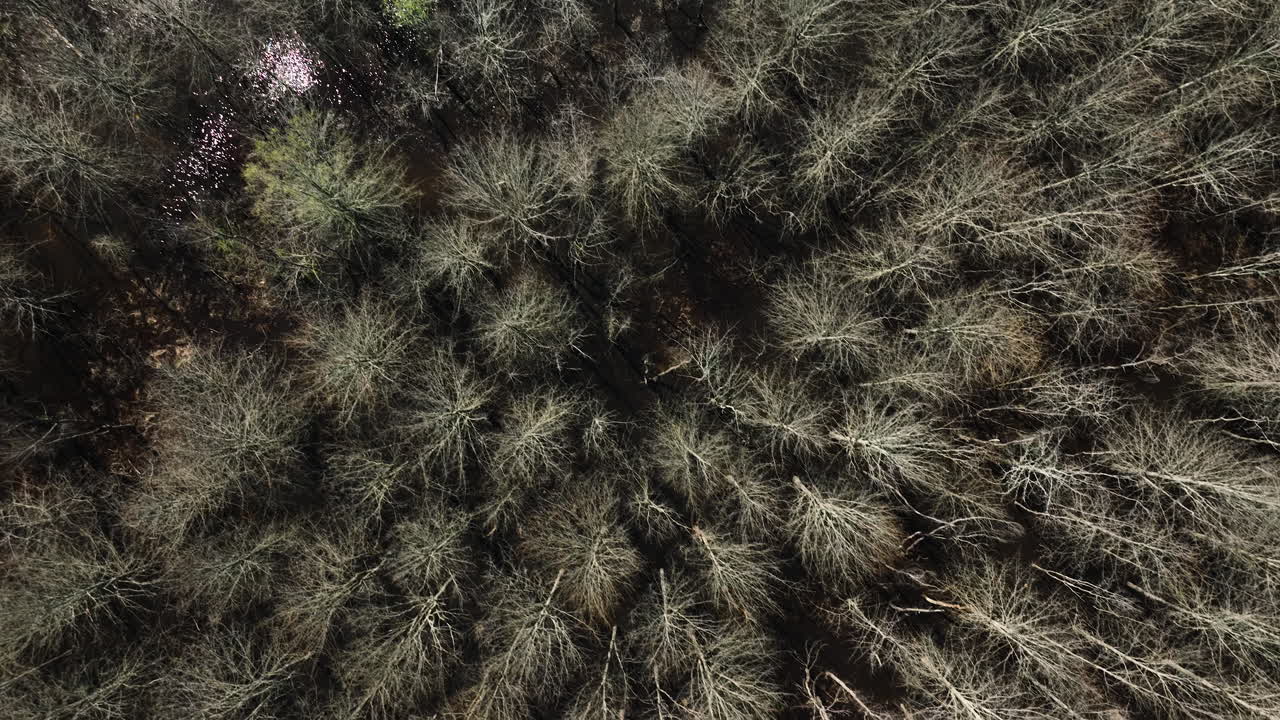 vista de arriba hacia abajo del bosque de madera dura de las tierras bajas en el área de manejo de vida silvestre del estado de bell slough en arkansas, estados unidos