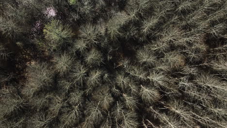 topdown view of bottomland hardwood forest in bell slough state wildlife management area in arkansas, usa