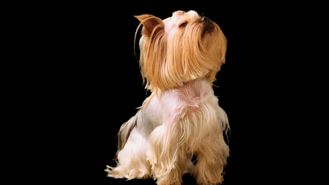 Yorkshire terrier. Canale alfa incluso.