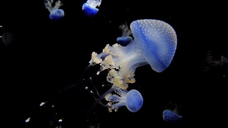 a blue white spotted rhizostoma jellyfish swimming in the water, dancing in the water against a black background