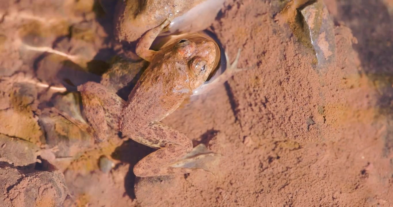 Aquatic Skittering frog sitting in shallow stream, detailed dawn predator patience , top down view