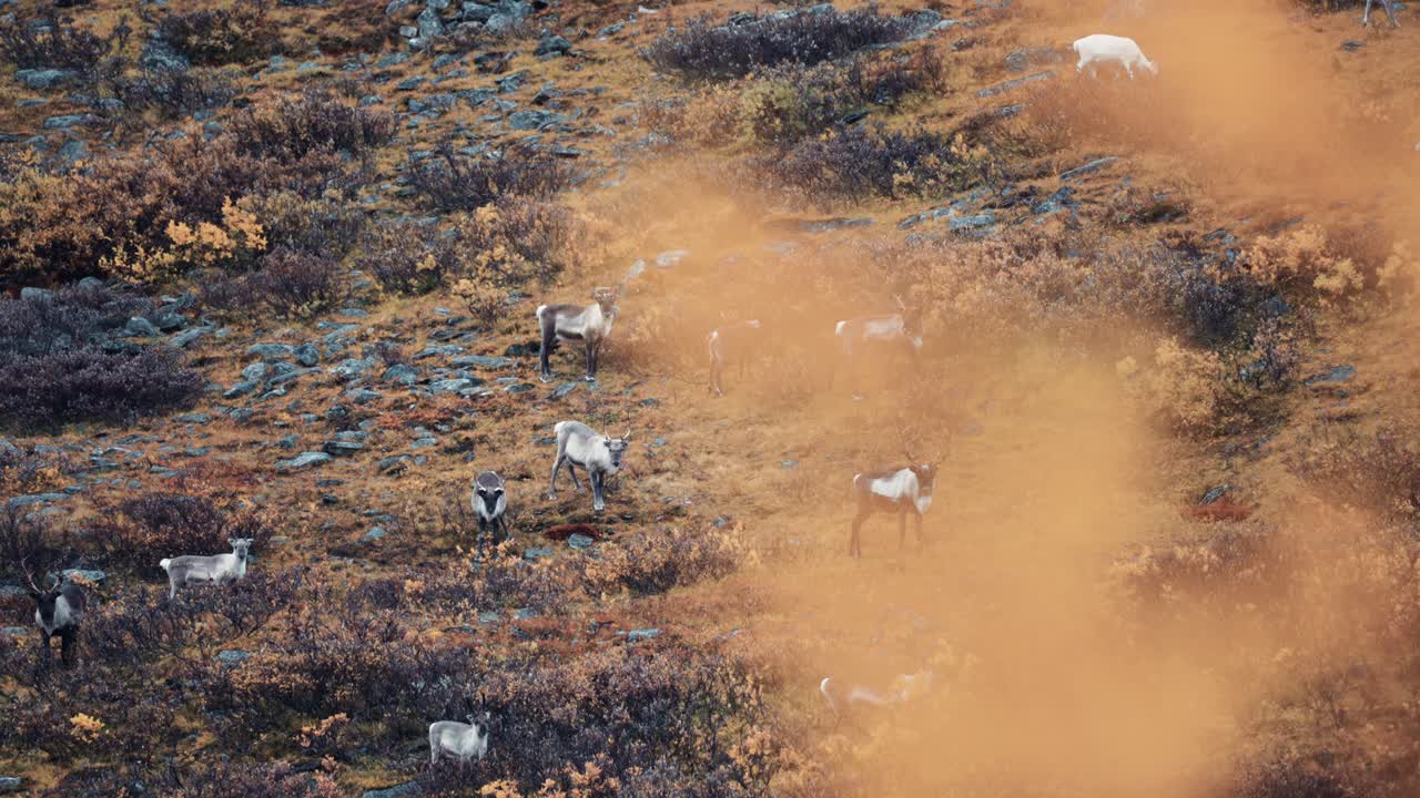 Una mandria di renne che pascola sulla collina nella tundra autunnale.