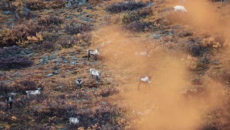 Una-Manada-De-Renos-Pastando-En-La-Colina-En-La-Tundra-De-Otoño