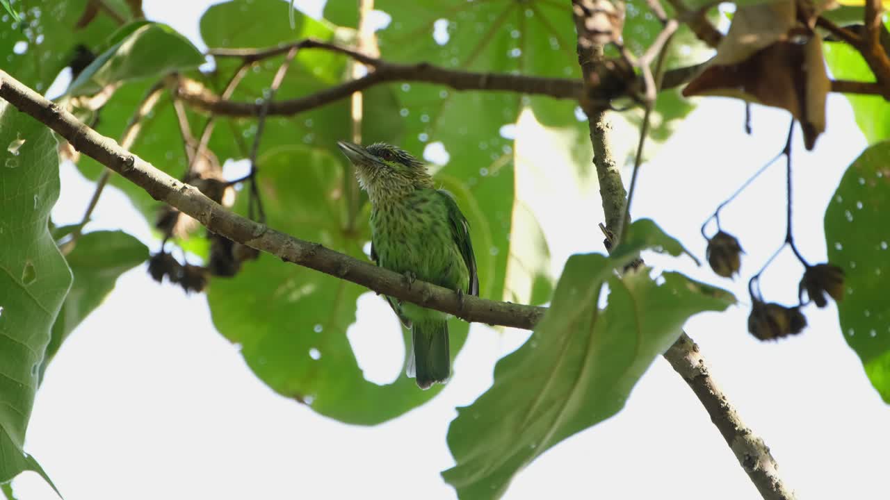 visto encaramado bajo las hojas luego hace caca y vuela lejos, barbet de orejas verdes megalaima faiostricta, tailandia