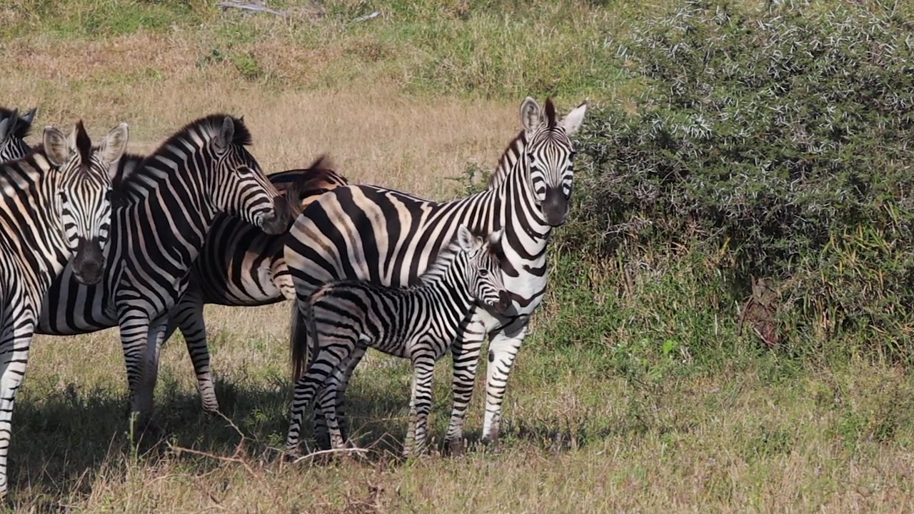 Lille zebraføl står ved siden af sin mor i en lille flok på den gyldne savanne.