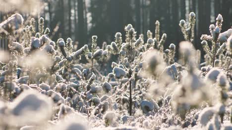 Pine-forest-in-winter