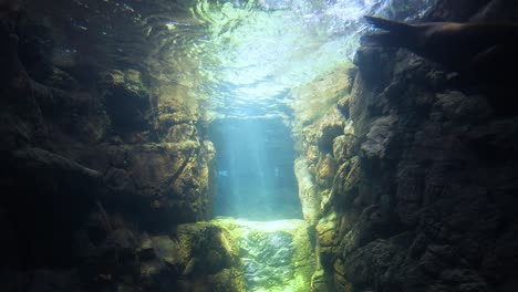 a seal glides gracefully in a sunlit underwater habitat.